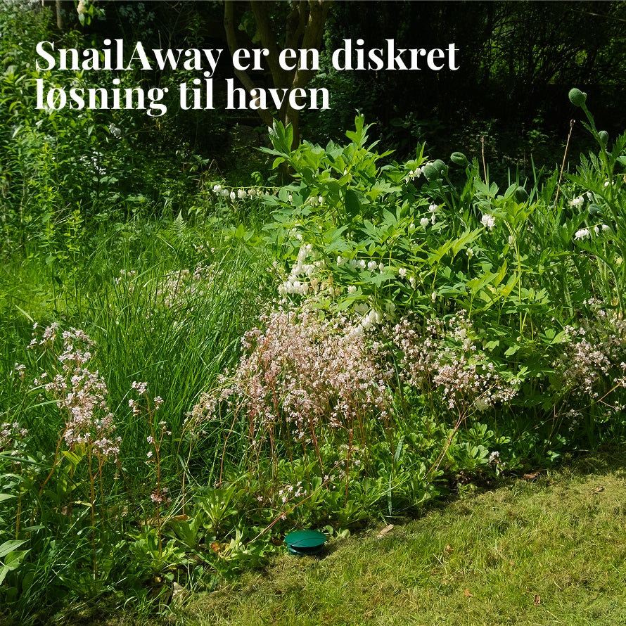 SnailAway